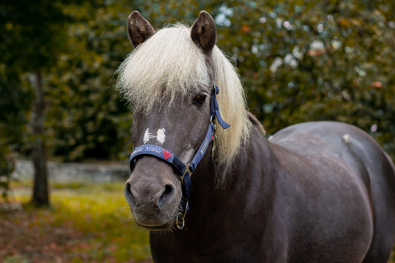 hellir-islandpferd-schulpferd-trimbser-muehle Hellir, windfarbenes Islandpferd aus der Reitschule der Trimbser Mühle