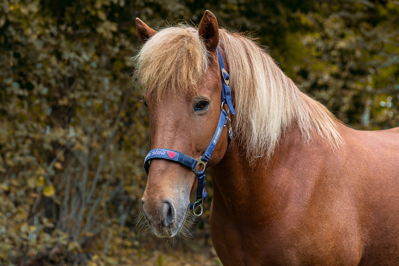 miex-islandpferd-schulpferd-trimbser-muehle Miex, fuchsfarbenes Islandpferd aus der Reitschule der Trimbser Mühle
